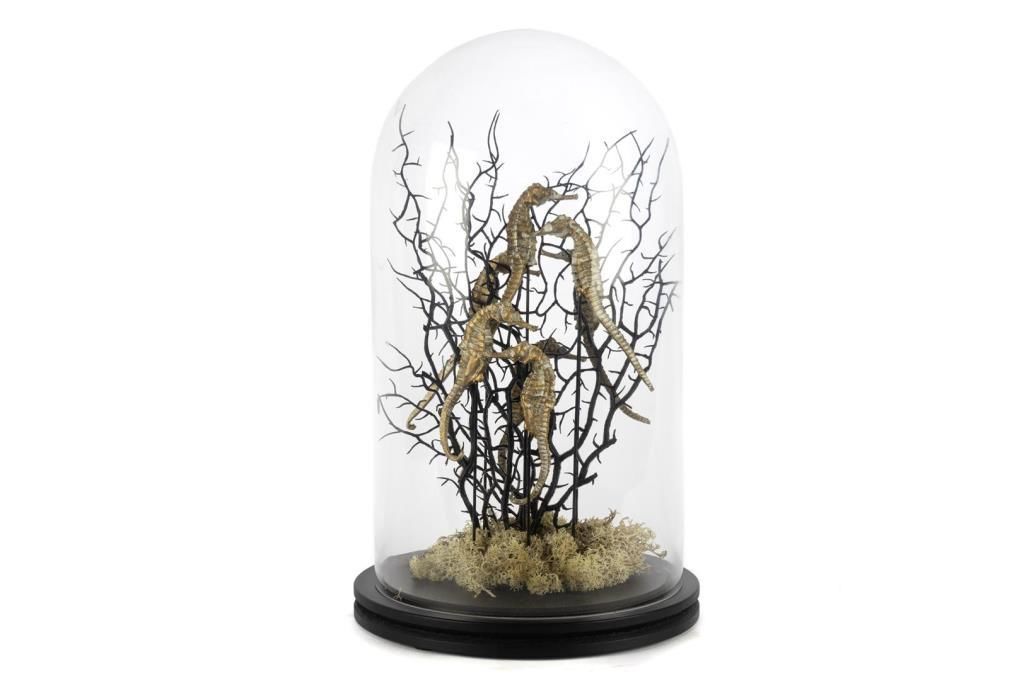 CORAL SİYAH ALTIN CAM FANUS DEKOR 22X37CM