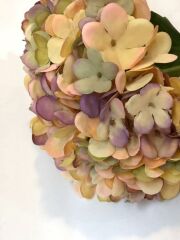 ORTANCA TEK DAL KREM 56 cm