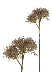 FIORINA PITIRCIK LAVANTA MOR