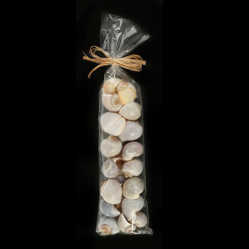 DEKROATİF KABUKLAR 33CM