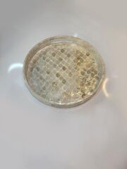 KREM SEDEFLİ YUVARLAK TEPSİ 30CM