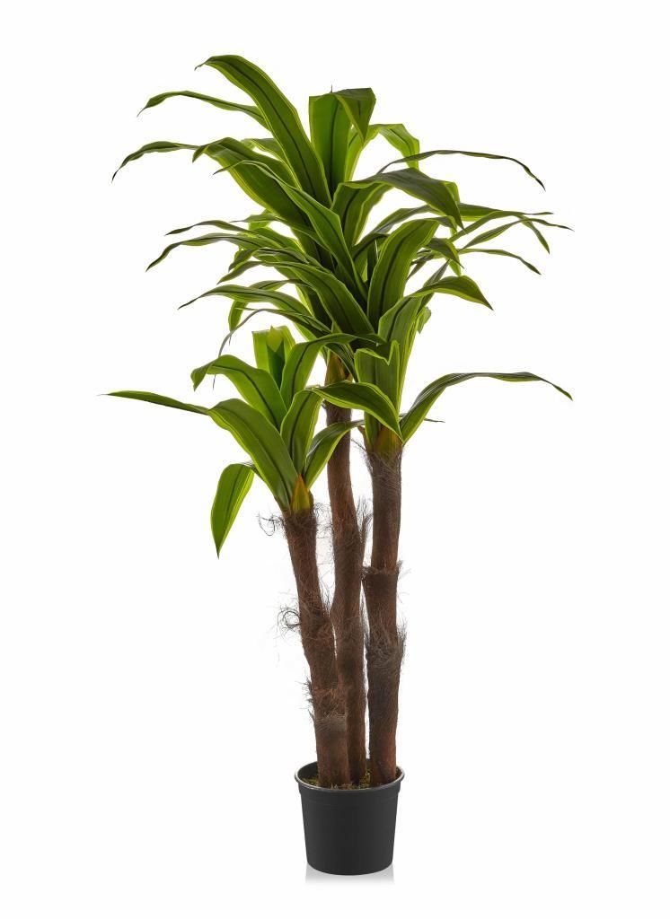 YAPAY YUCCA AĞACI YEŞİL BEYAZ 165CM